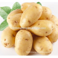 2014 fresh potato 100-150g